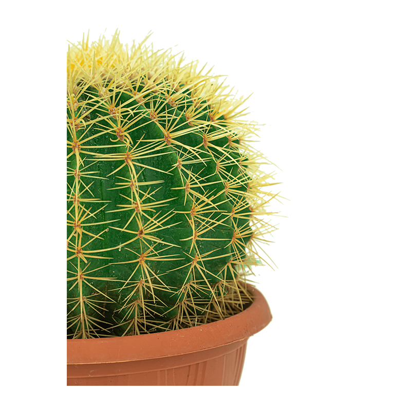 Echinocactus grusonii cluster