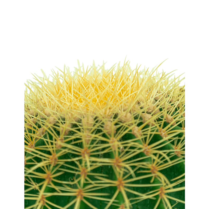 Echinocactus grusonii cluster