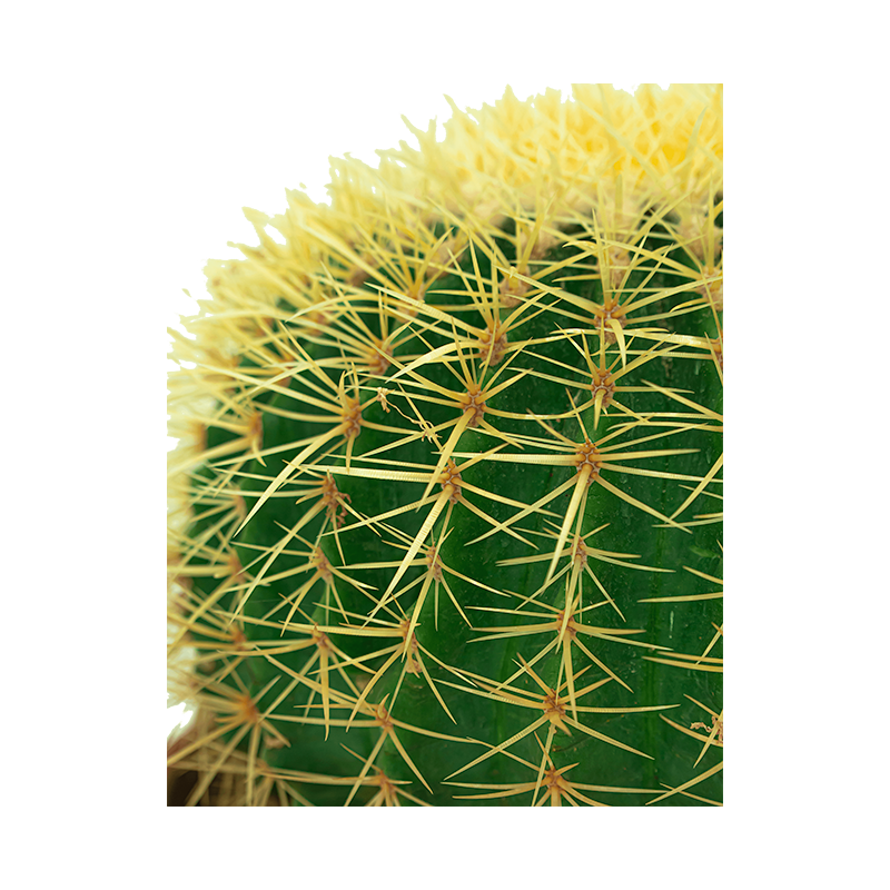 Echinocactus grusonii cluster