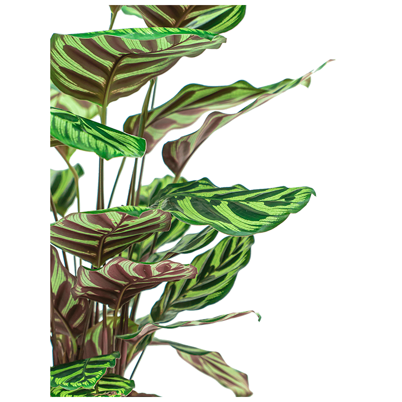 Calathea makoyana