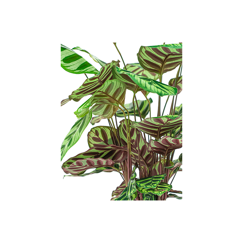 Calathea makoyana