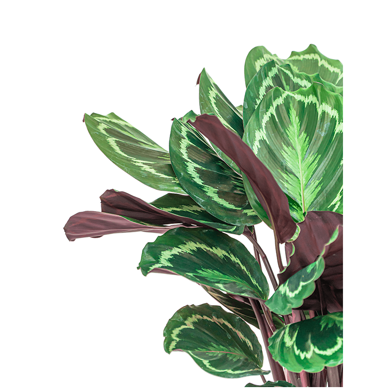 Calathea Medaillon in Lux Retro Egg zilver