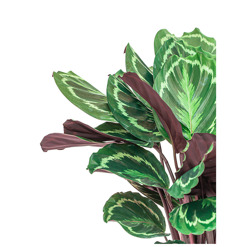 Calathea Medaillon in watergevende Classico wit