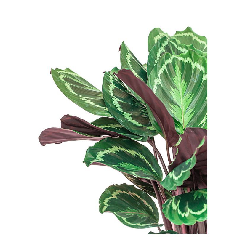 Calathea Medaillon in Vibes blauw