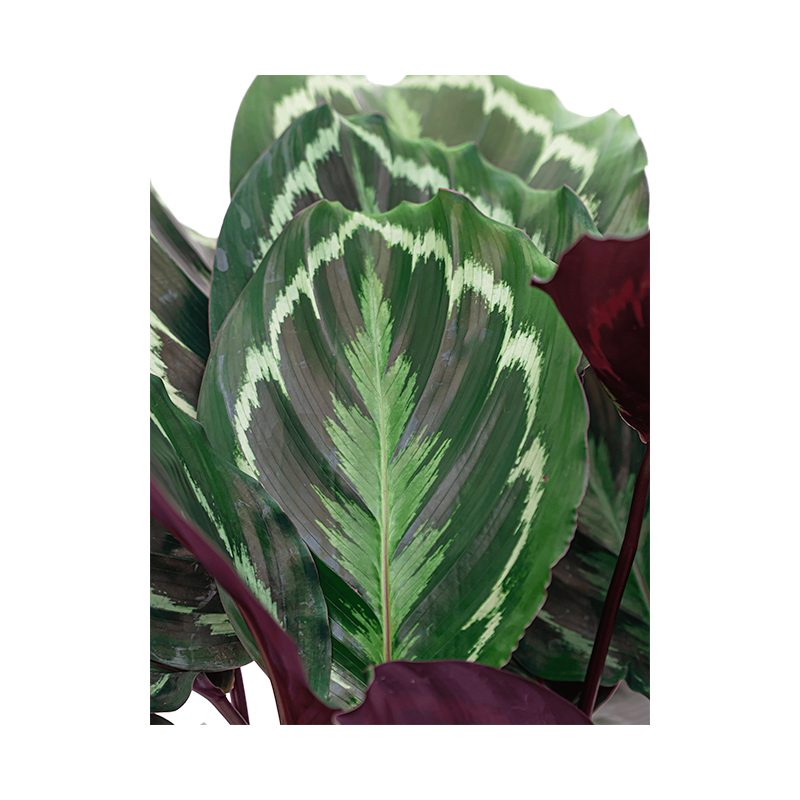Calathea Medaillon in Lux Retro Egg zilver