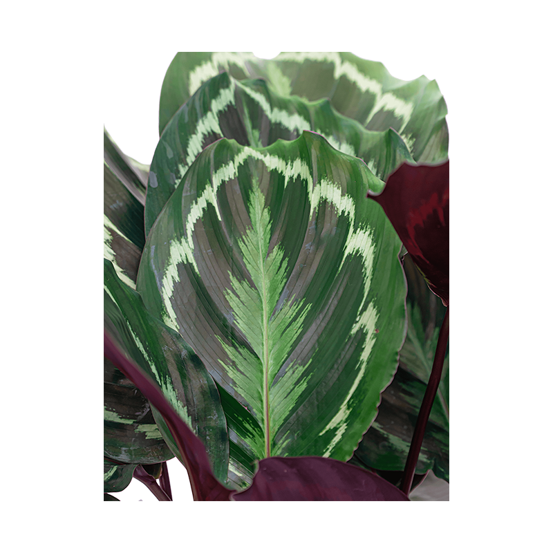 Calathea Medaillon in watergevende Classico rood