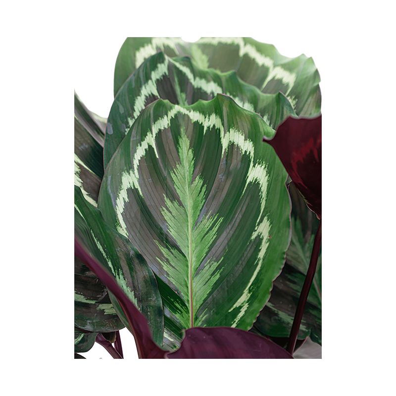 Calathea Medaillon in Vibes blauw