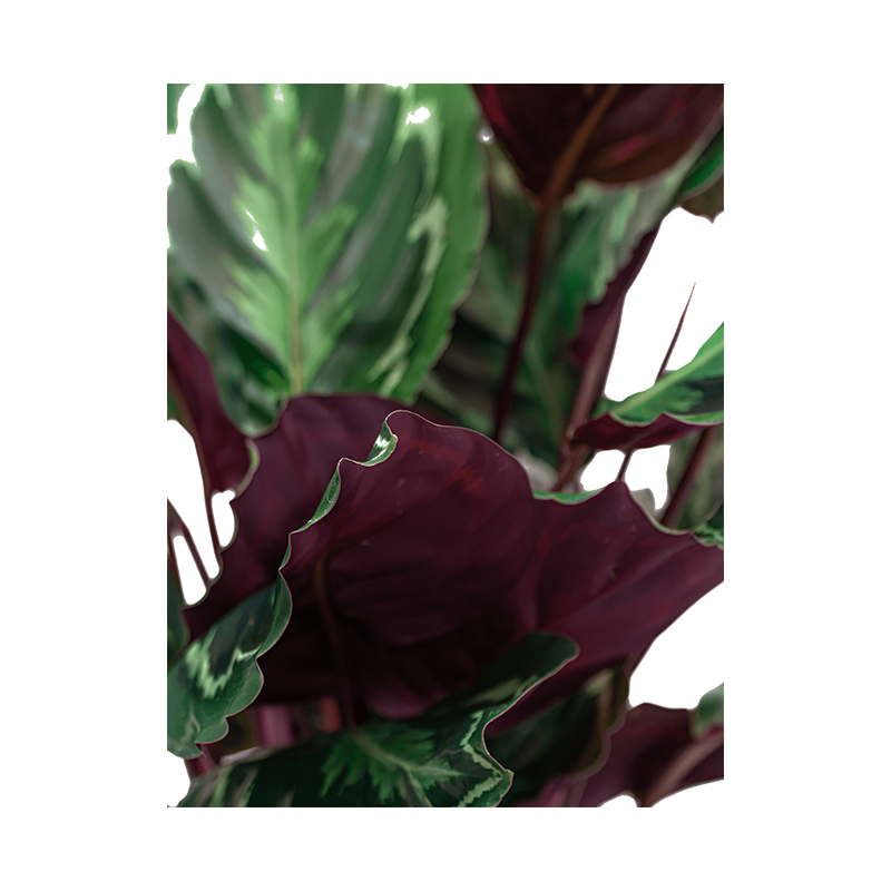 Calathea Medaillon in Elho Pure Soft antraciet