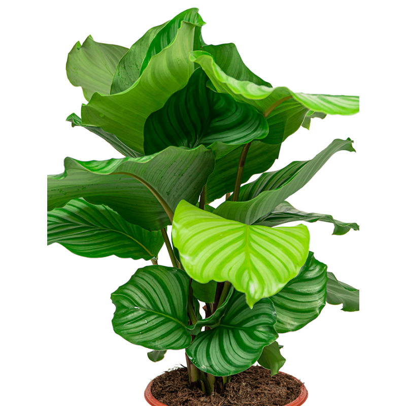 Calathea Orbifolia in Lux Retro Egg zilver