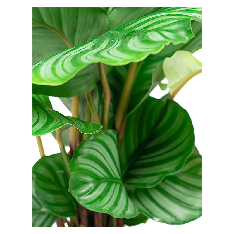 Calathea Orbifolia in Lux Retro Egg goud