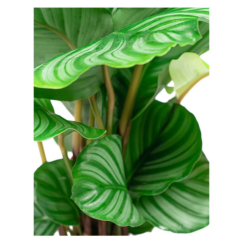 Calathea in Baq Luxe Lite Universe Waterfall - kunstplant