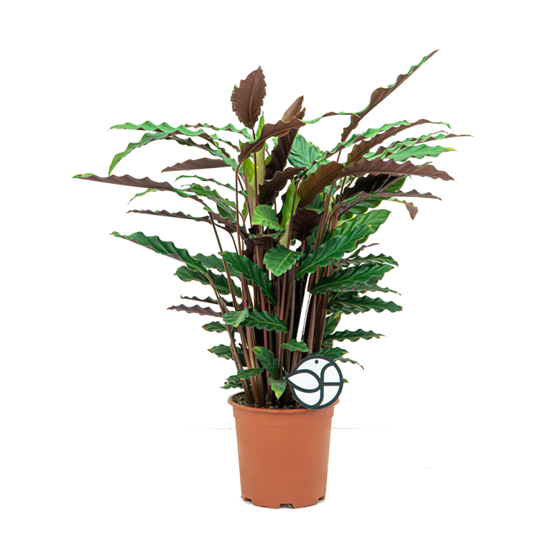 Calathea Rufibarba