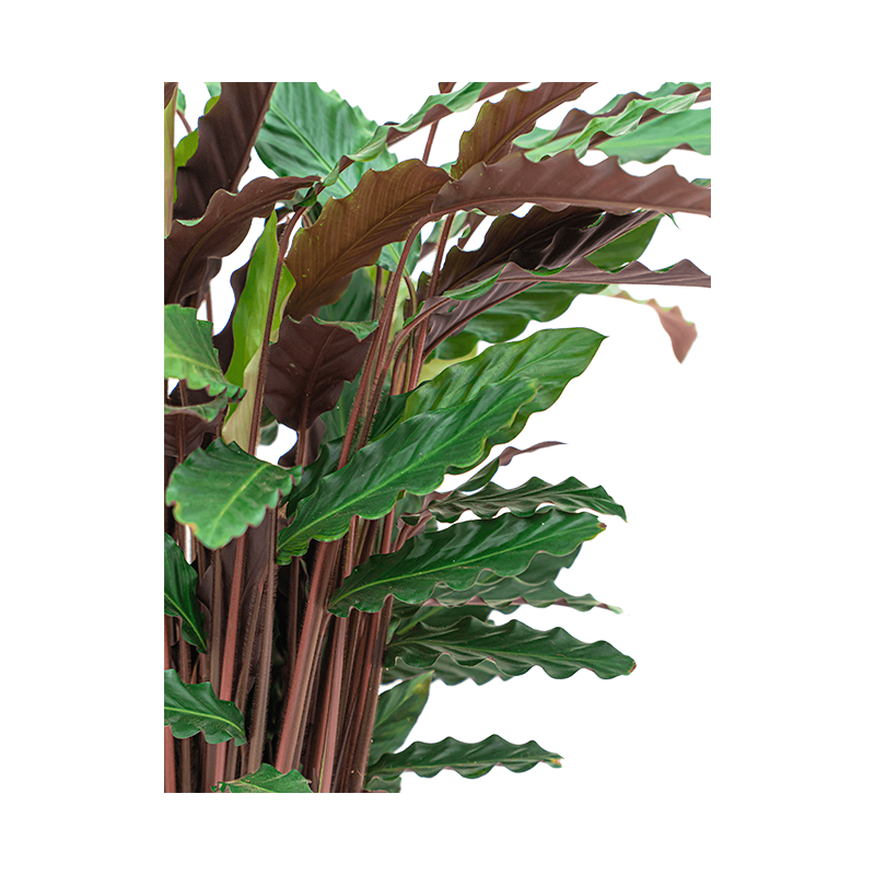 Calathea Rufibarba in watergevende Rondo bruin