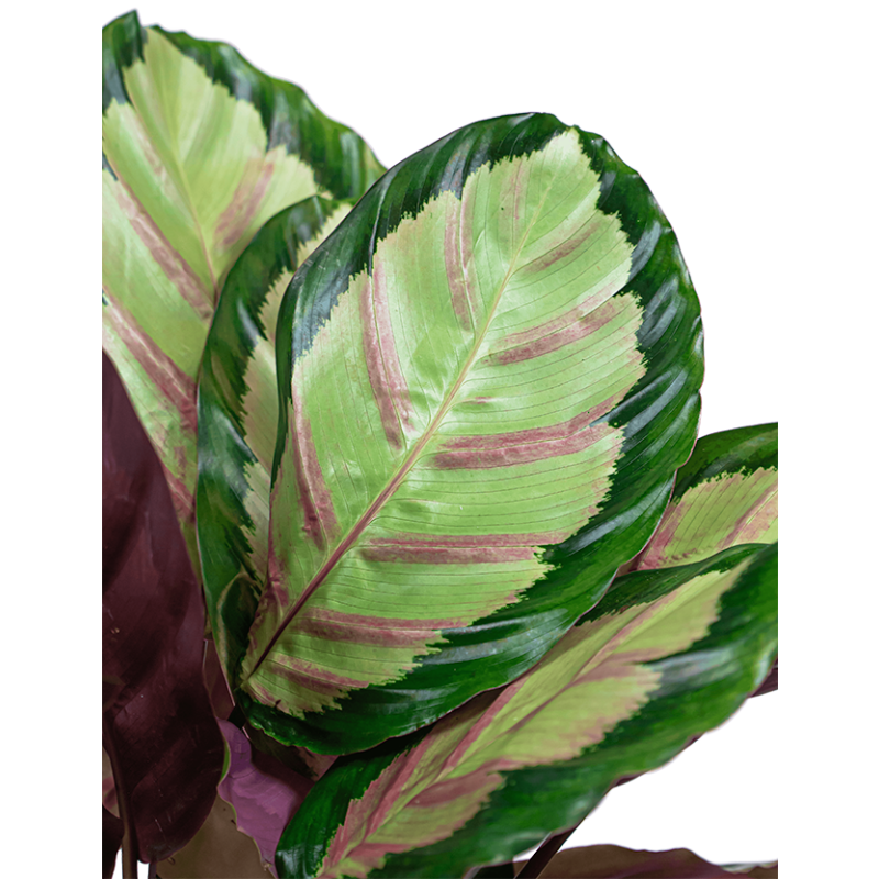 Calathea Roseopicta Silvia