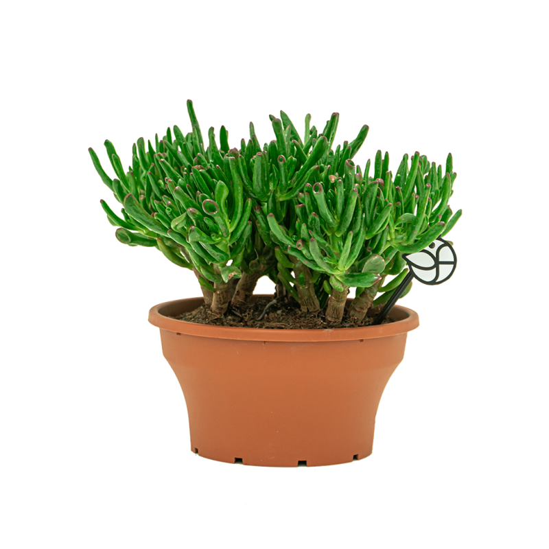 Crassula Horntree