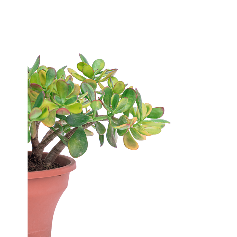 Crassula Ovata Sunset