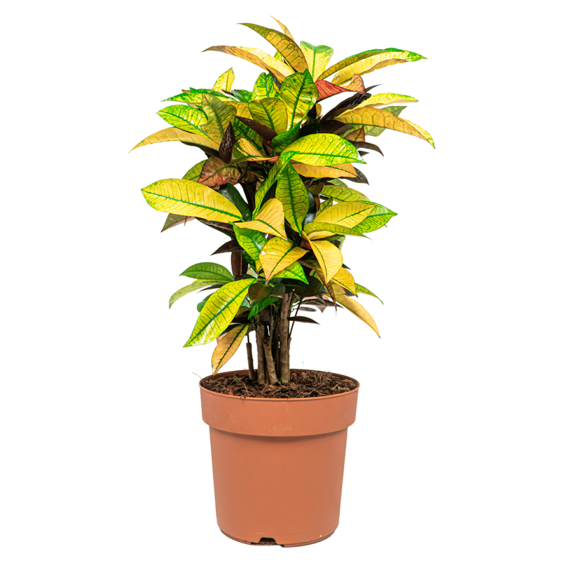 Croton Variegatum Iceton