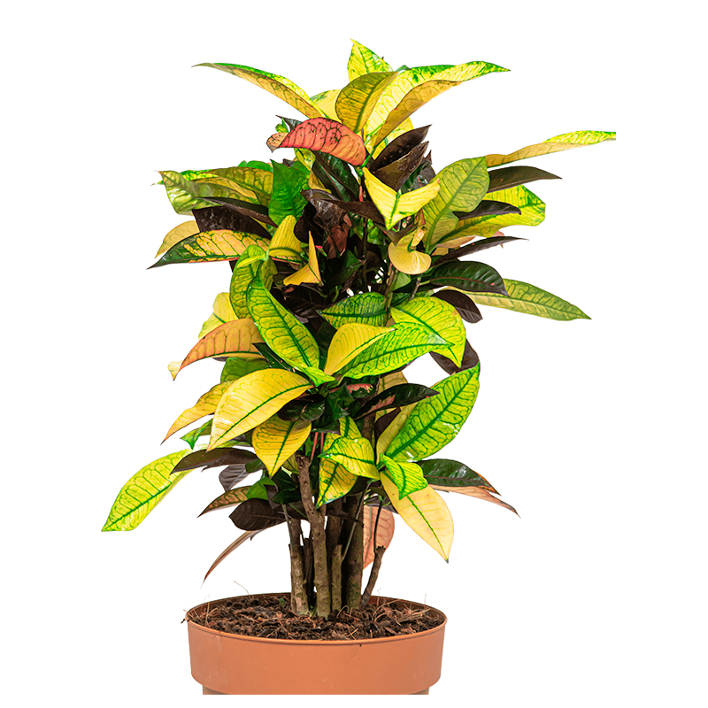 Croton Variegatum Iceton