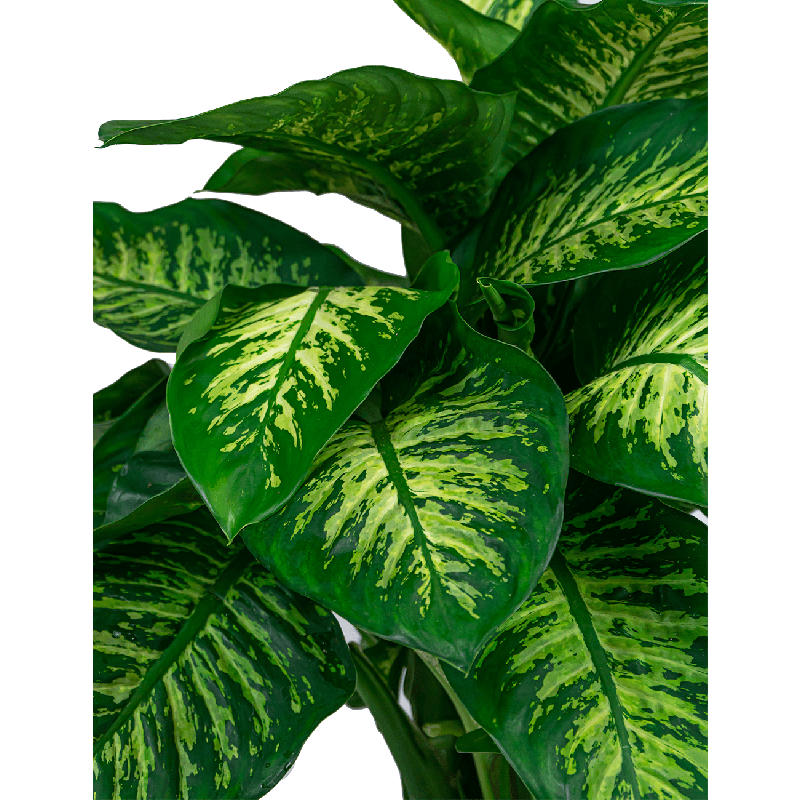 Dieffenbachia Seguine Reeva in Pure Soft wit