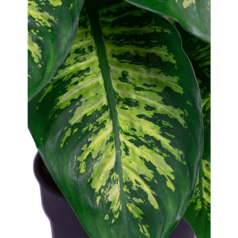 Dieffenbachia Seguine Reeva in Pure Soft wit