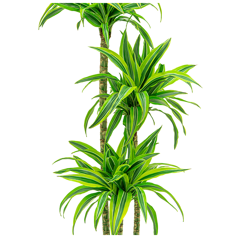 Dracaena Lemon Lime hydrocultuur in Runner rond zwart