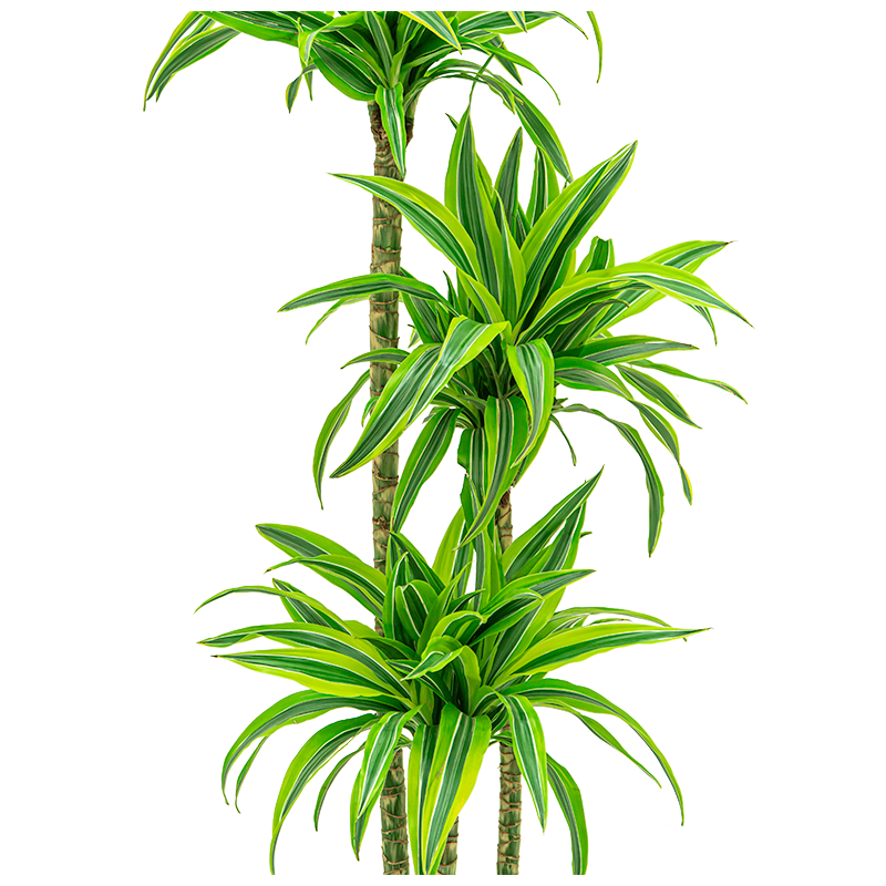 Dracaena Lemon Lime in watergevende Classico wit