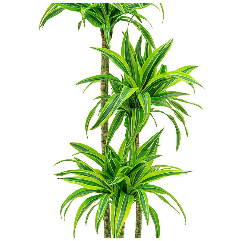 Dracaena Lemon Lime in Vibes roze