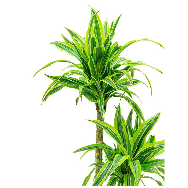 Dracaena Lemon Lime in Vibes roze