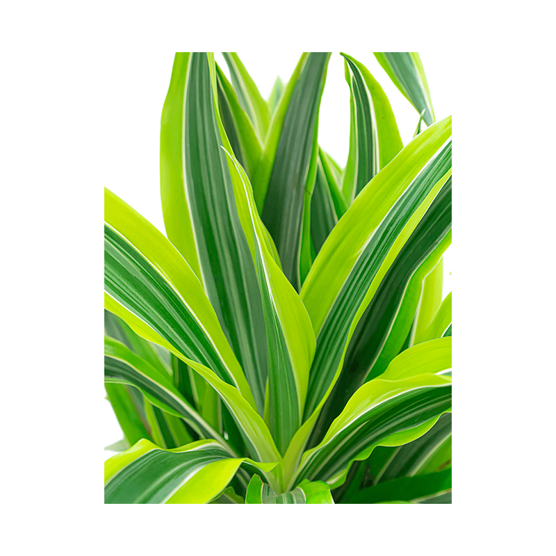 Dracaena Lemon Lime in watergevende Classico wit