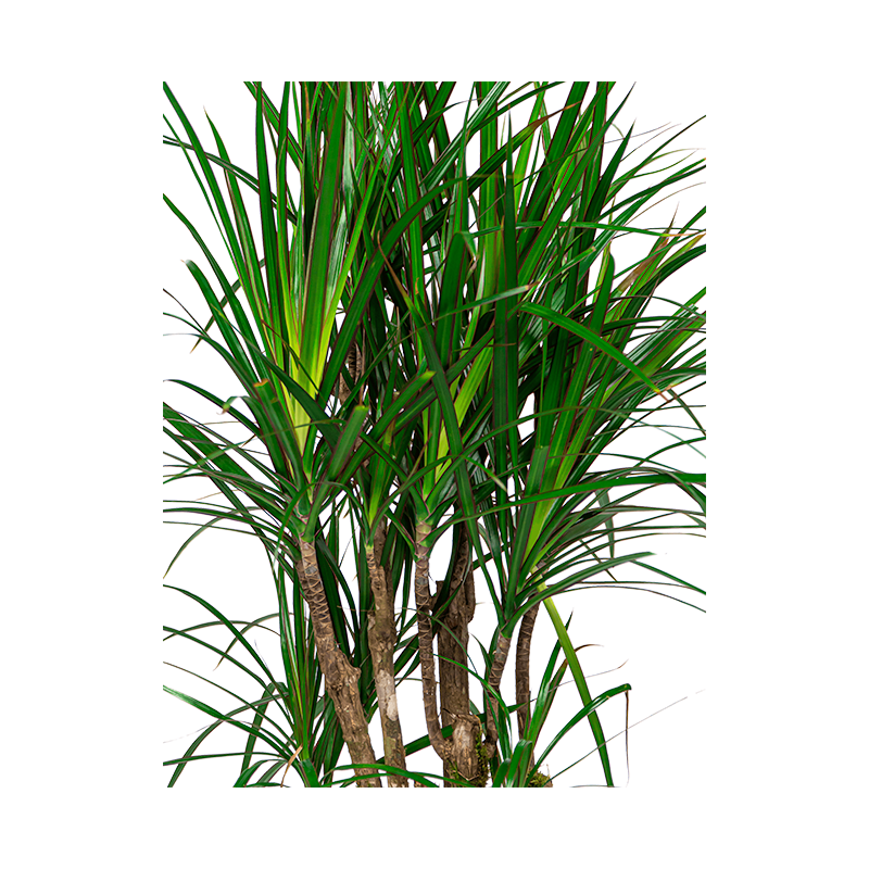 Dracaena Marginata vertakt in watergevende Cubico antraciet