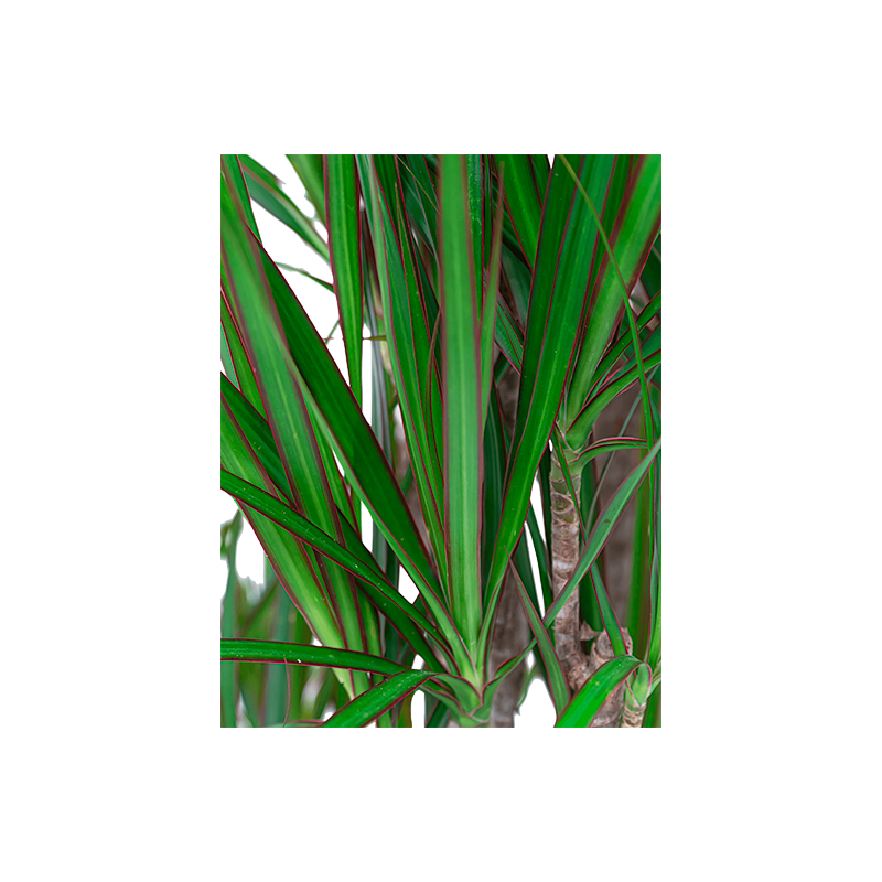 Dracaena Marginata vertakt in watergevende Rondo wit