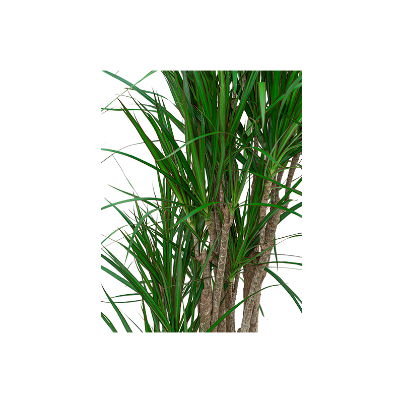 Dracaena marginata vertakt
