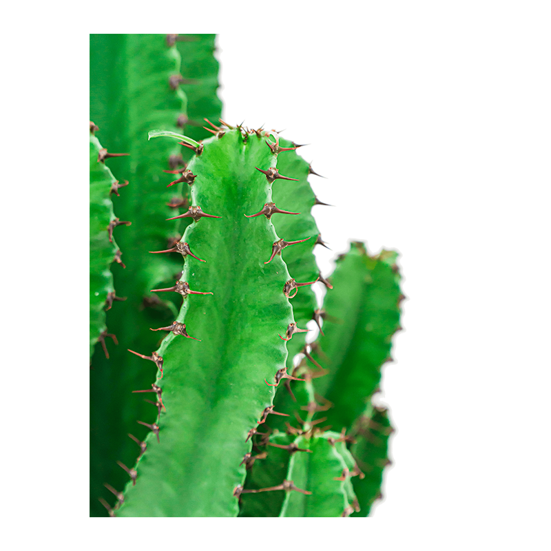 Euphorbia Ingens in Nature Row Egg Planter zwart