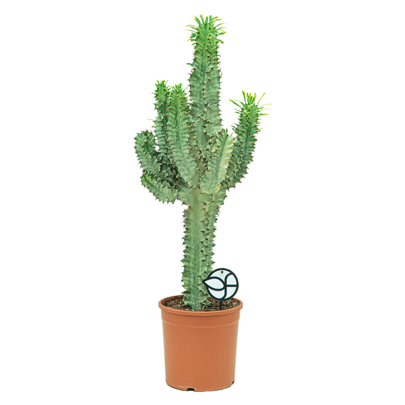 Euphorbia Ingens marmorata