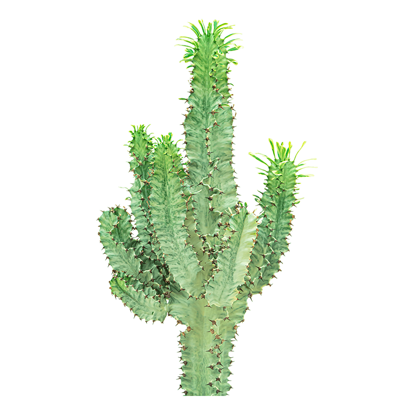 Euphorbia Ingens marmorata
