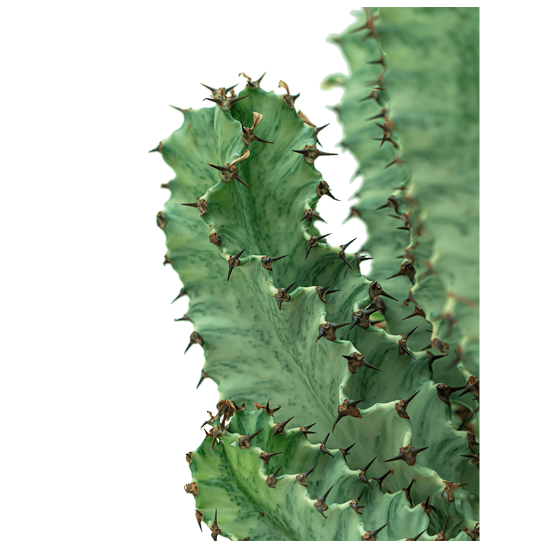 Euphorbia marmorata