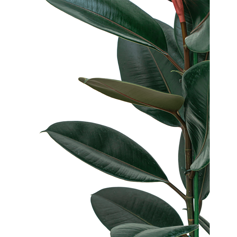 Ficus Abidjan op stam