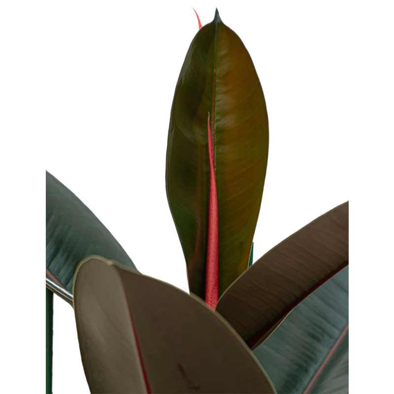 Ficus Abidjan op stam