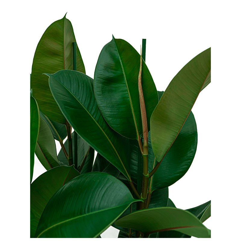 Ficus Elastica Robusta toef