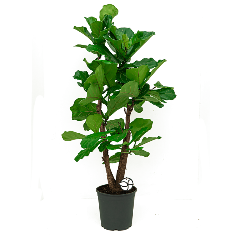 Ficus Lyrata vertakt XL