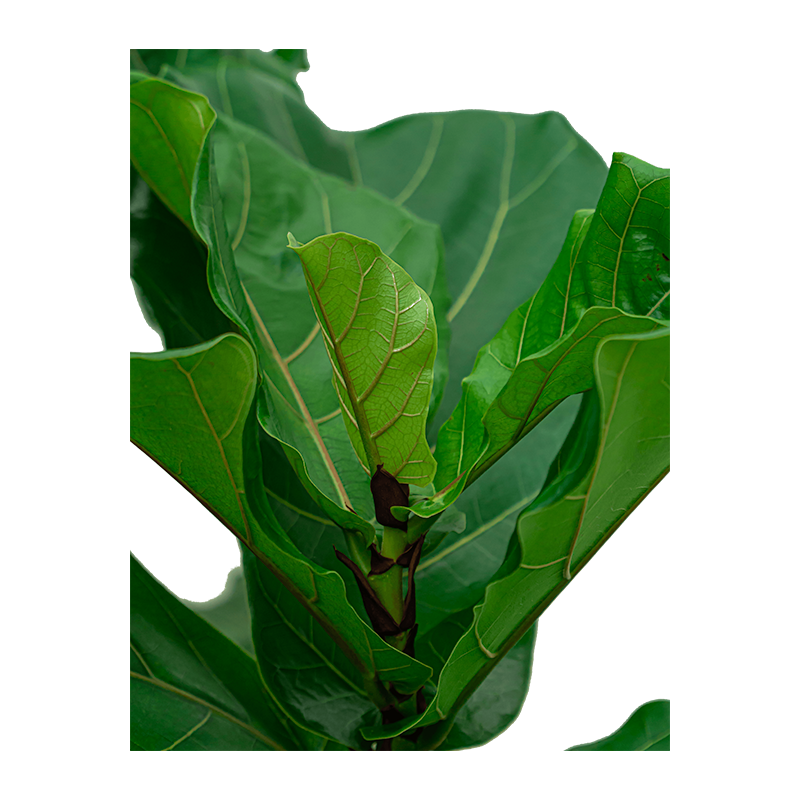 Ficus Lyrata vertakt in Rugged Patt goud