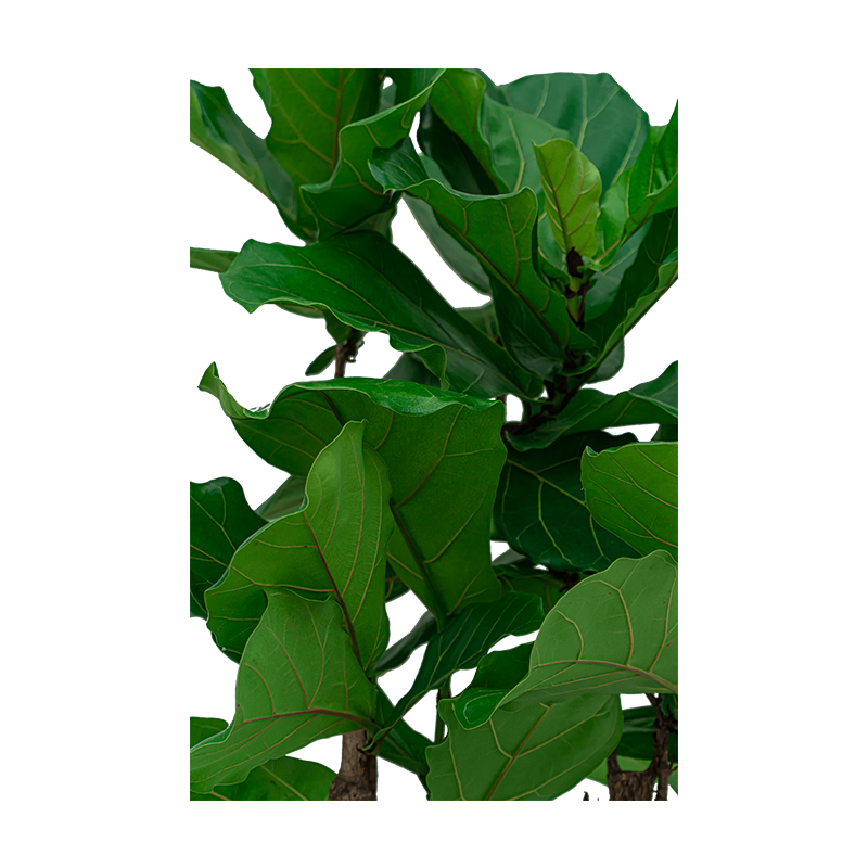 Ficus Lyrata vertakt in Rugged Patt wit