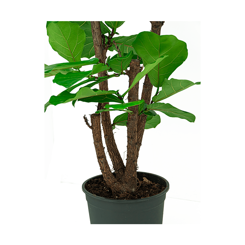 Ficus Lyrata vertakt XL