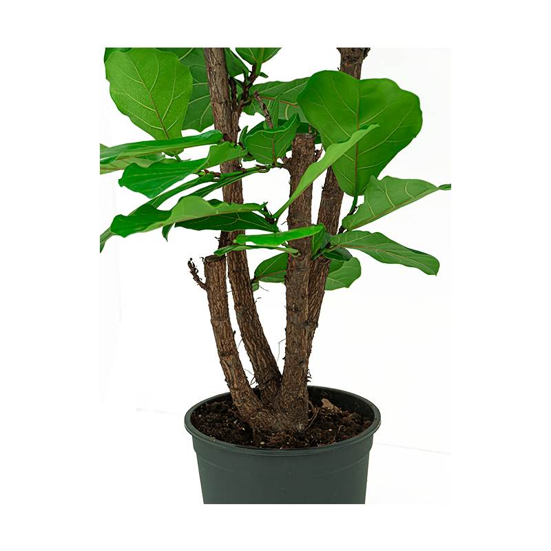 Ficus Lyrata vertakt
