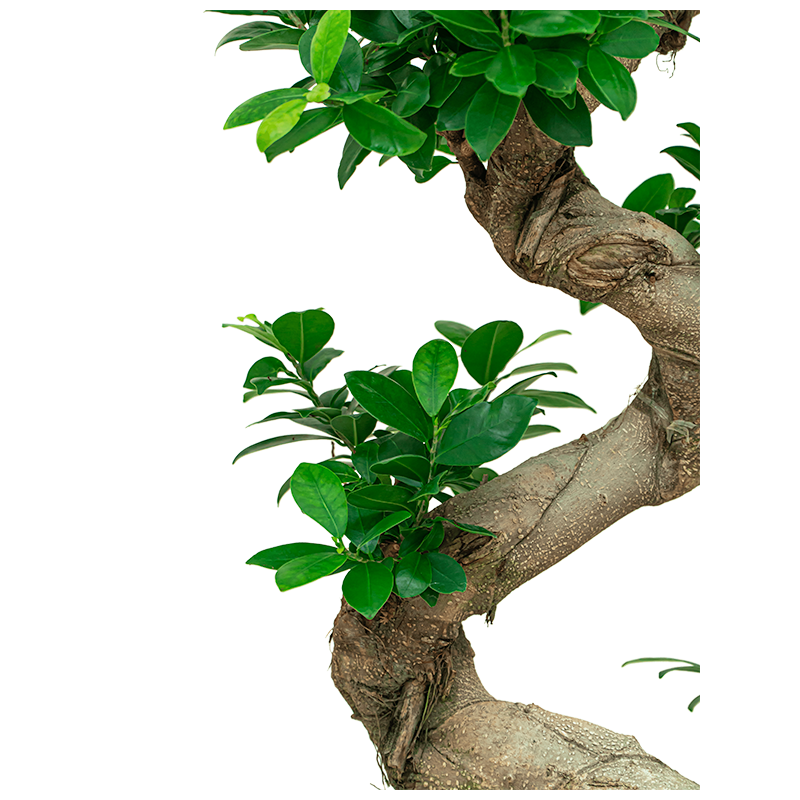 Ficus Microcarpa Ginseng 