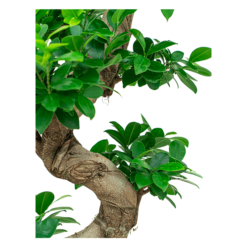 Ficus Bonsai in watergevende Cubico taupe