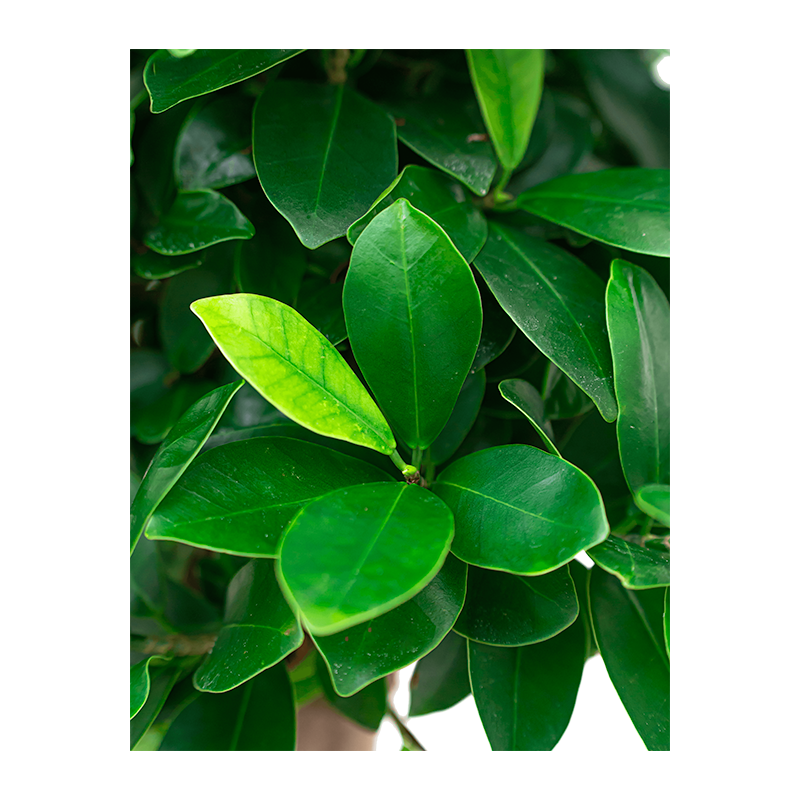 Ficus Bonsai in watergevende Cubico antraciet