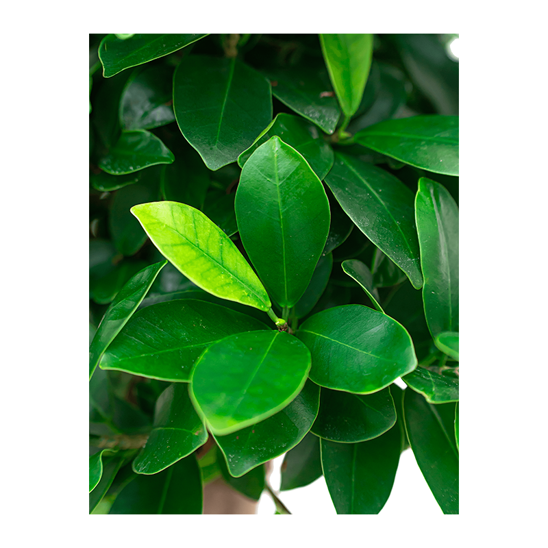 Ficus Microcarpa Ginseng 