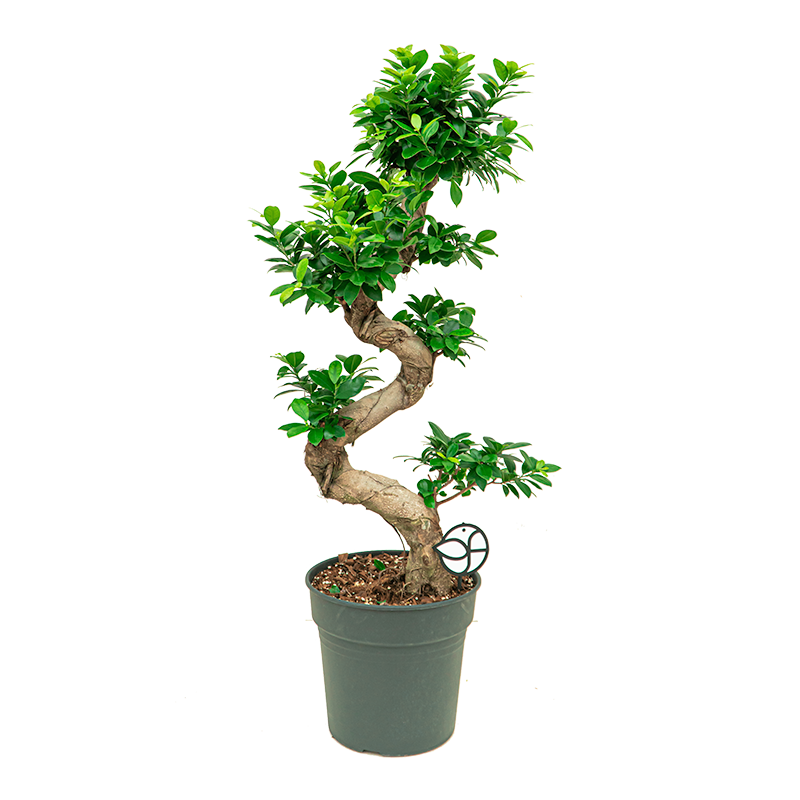 Ficus Microcarpa Ginseng 