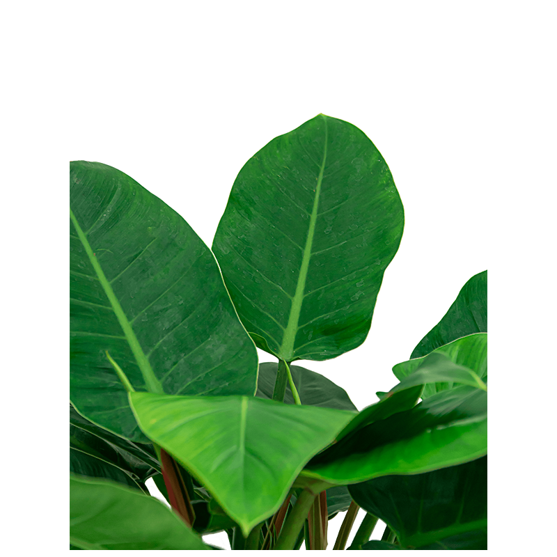 Philodendron Imperial Green in watergevende Cubico zilver